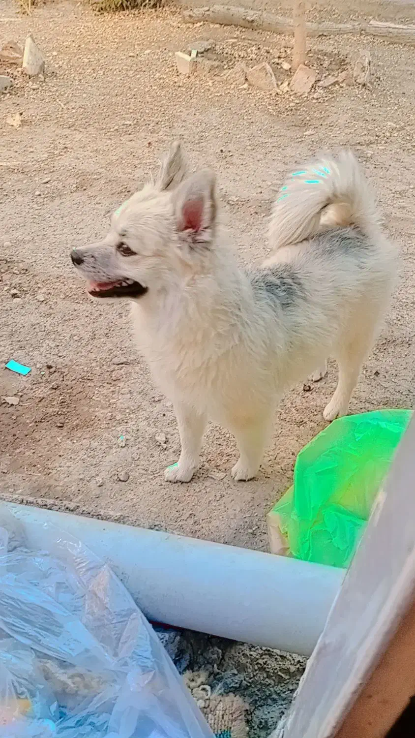 سگ پاکوتاه خونگی|سگ|کرج, کلاک نو|دیوار