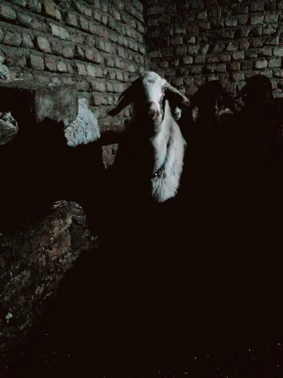 سلام ی راس میش ابستن|حیوانات مزرعه|زرین دشت (همدان), |دیوار