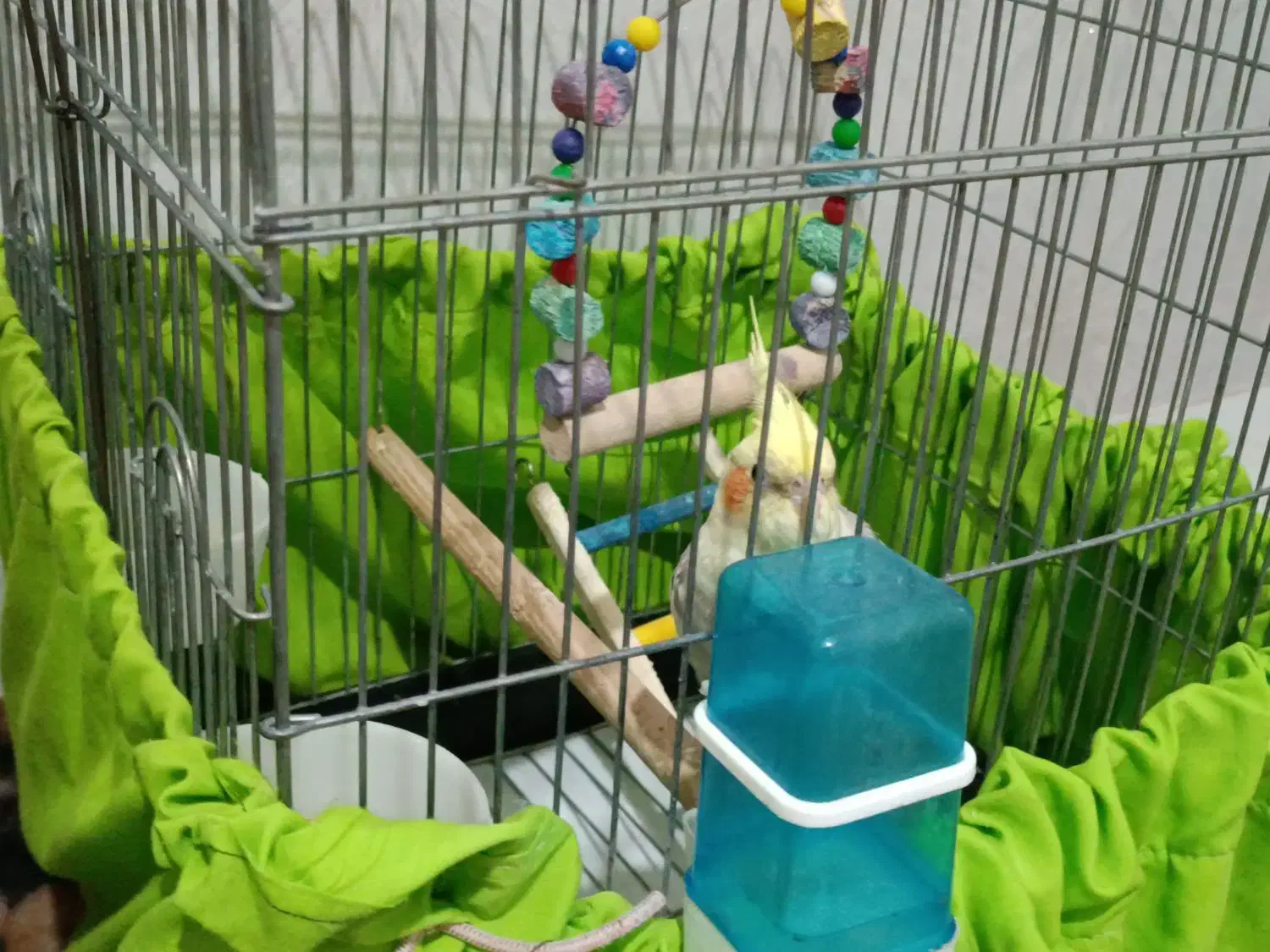 جوجه عروس هلندی ابلق کشیده|پرنده|پاکدشت, پاکدشت (مامازند)|دیوار