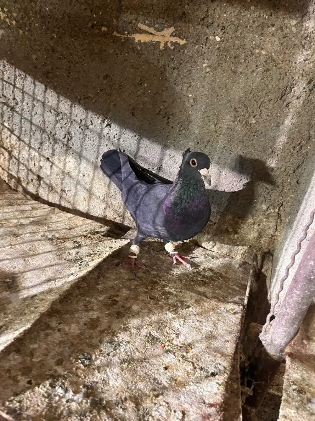 کفتر فروشی کرمونی|پرنده|مشهد, کارمندان دوم|دیوار