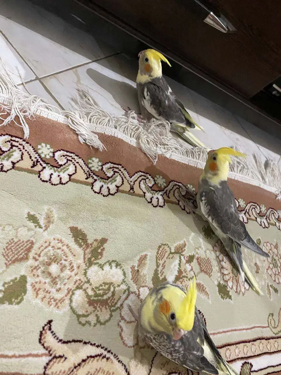 عروس هلندی|پرنده|رشت, جهاد|دیوار