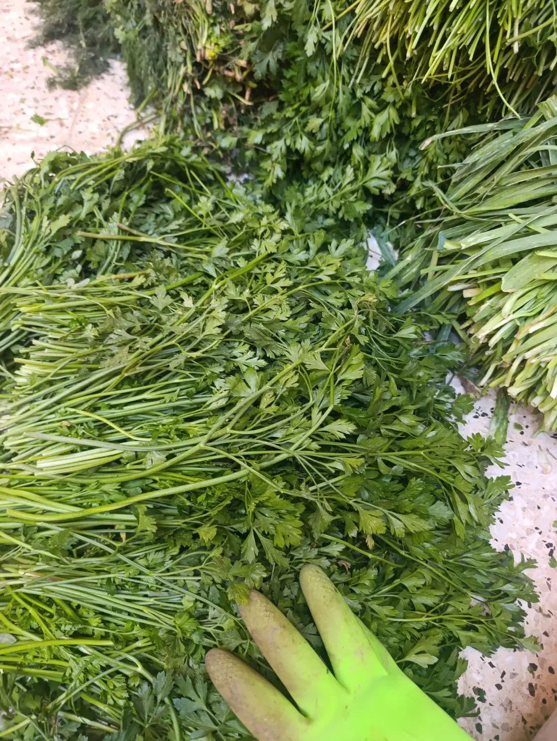 سبزی خورده شده|خوردنی و آشامیدنی|بجنورد, |دیوار