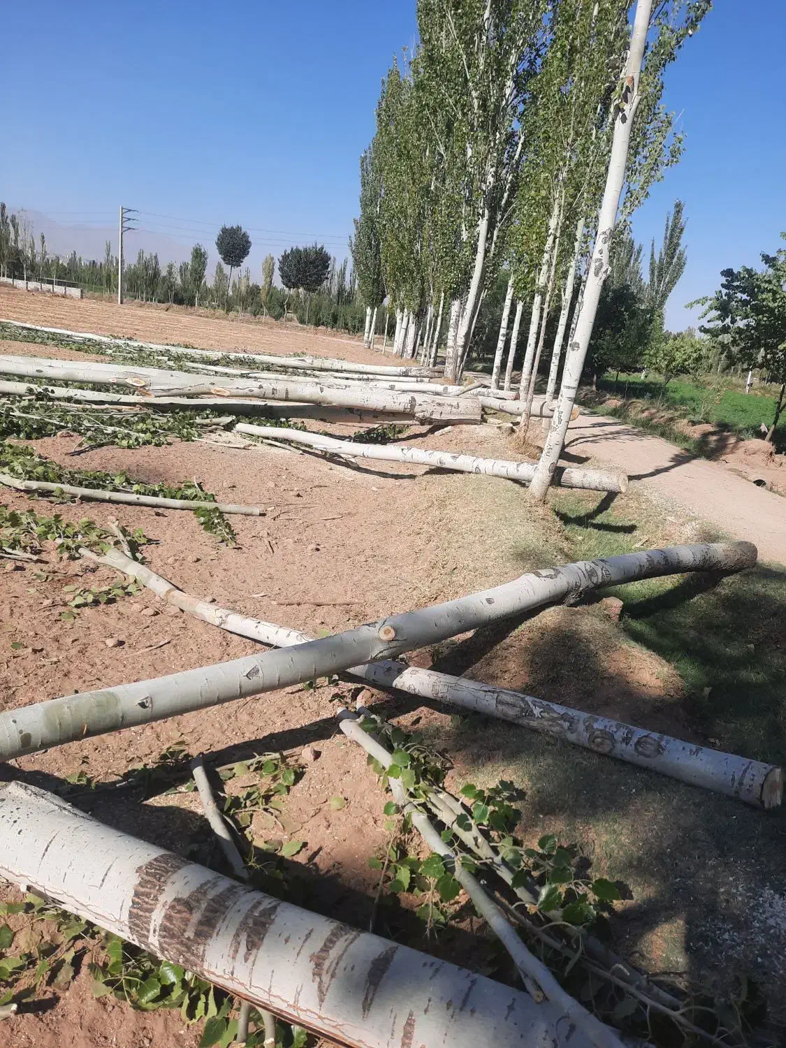 خرید درخت خریدار .چوب در باغات شما|خدمات باغبانی و درختکاری|مرند, |دیوار