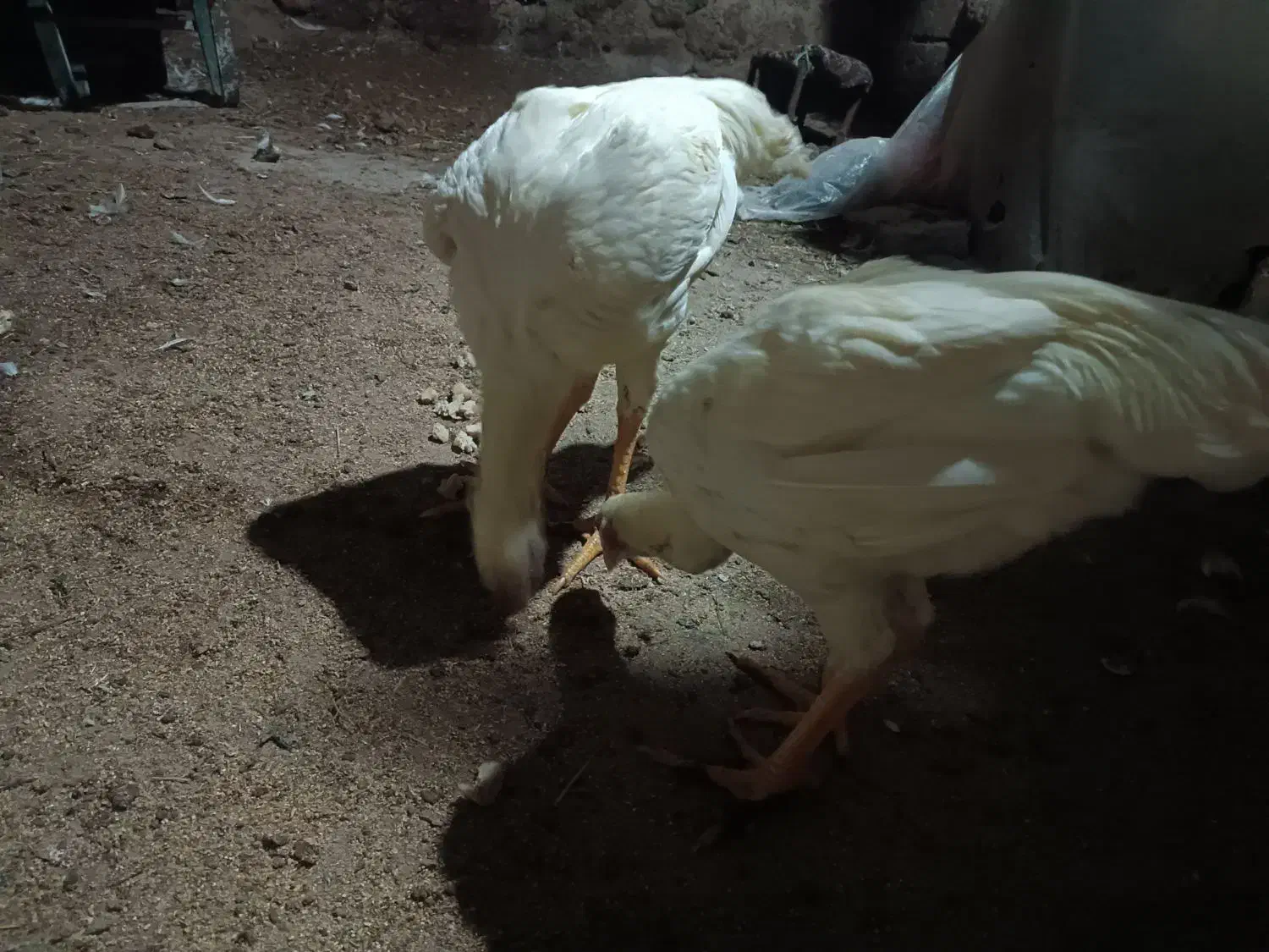 جوجه لاری اصیل|حیوانات مزرعه|اردبیل, |دیوار