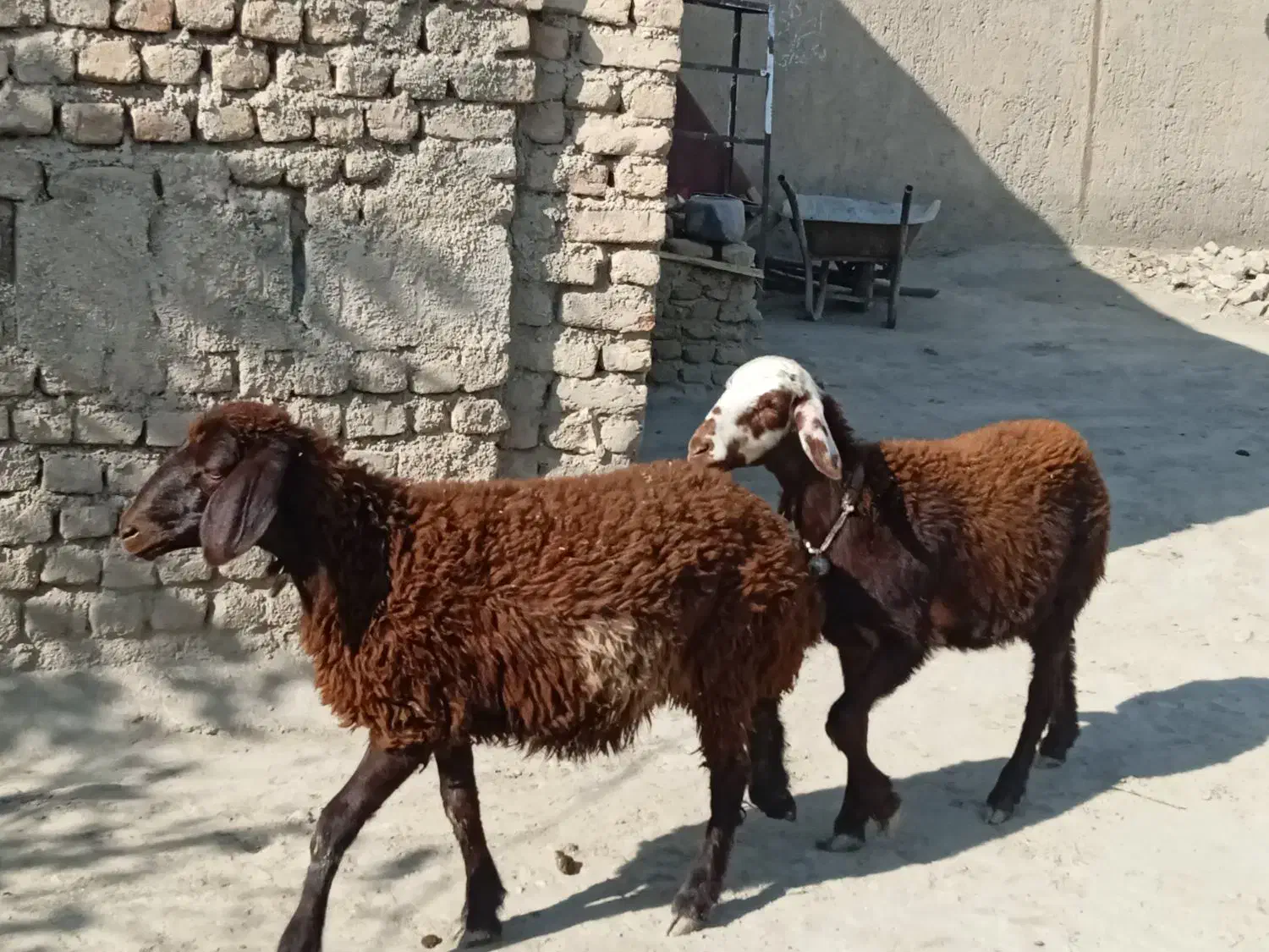 فروش 3عدد بره یک ساله دوتا شک یک نر|حیوانات مزرعه|سیلاخور, |دیوار