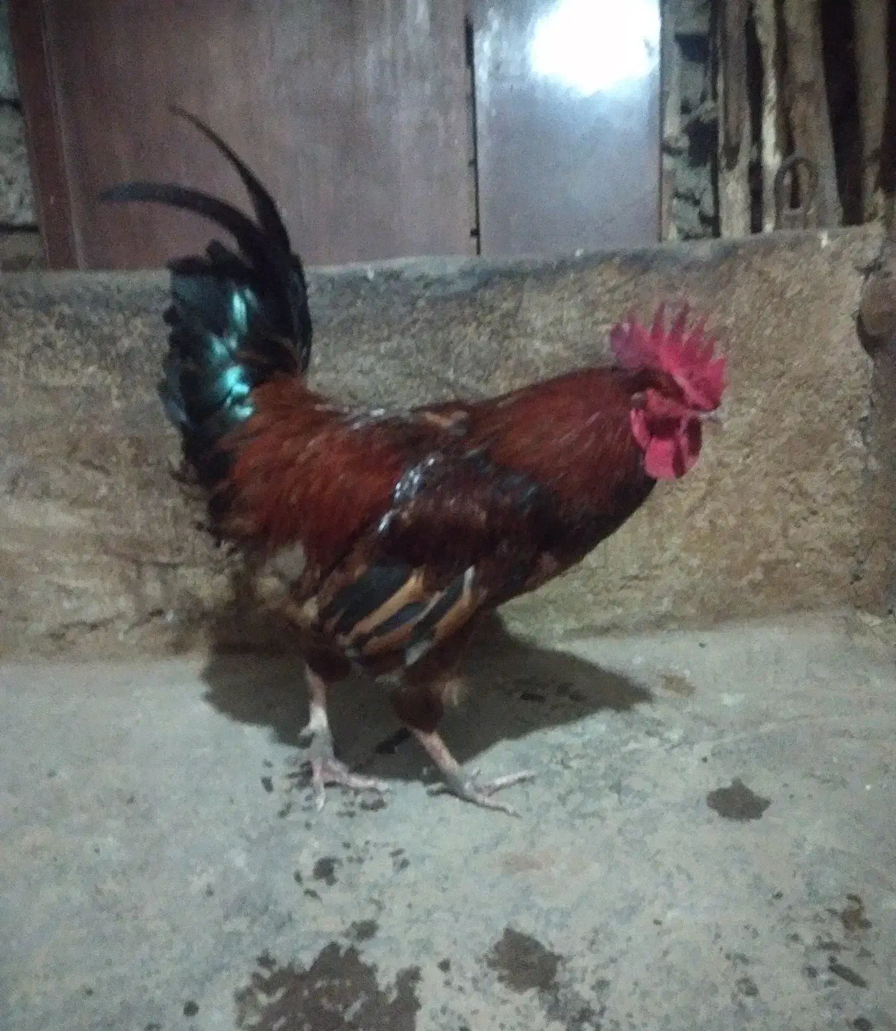 خروس محلی|حیوانات مزرعه|رشت, چله خانه|دیوار