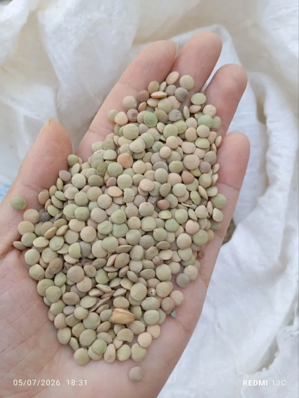 عدس|خوردنی و آشامیدنی|خرمآباد, |دیوار
