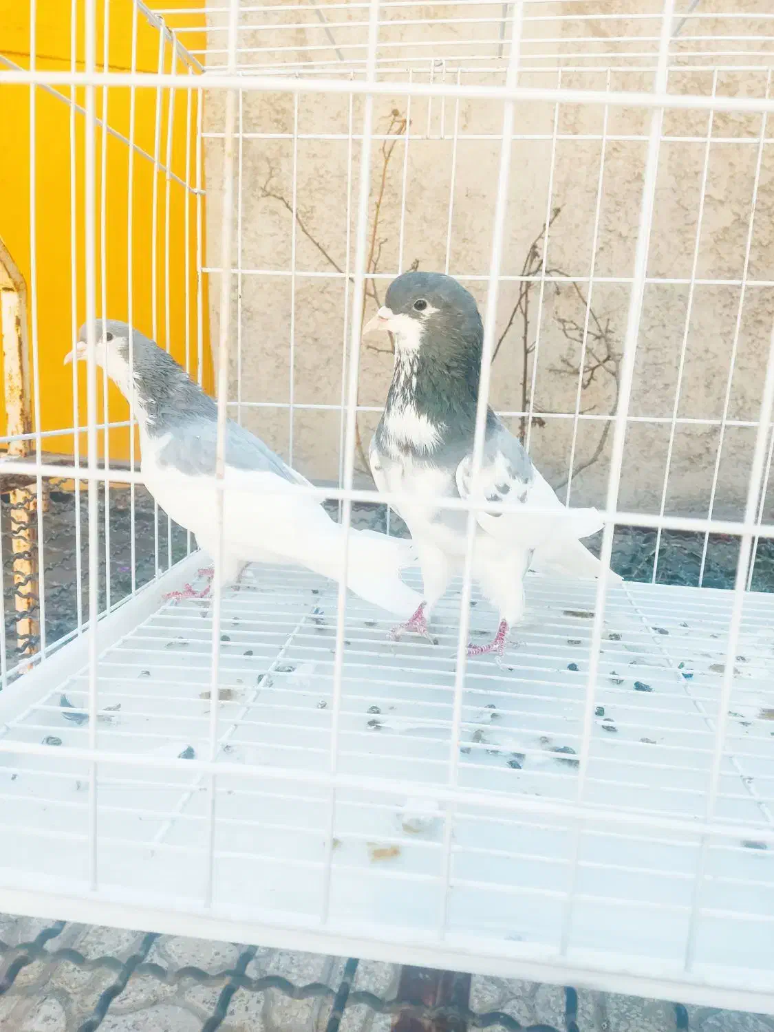 نرو ماده و مقلف سو سبز|پرنده|کازرون, |دیوار