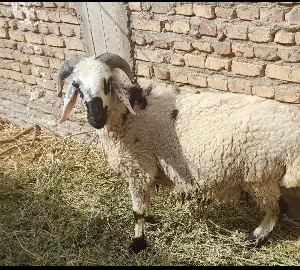 بره نر ،قوچ چینی،نر بز اصل|حیوانات مزرعه|رفسنجان, |دیوار