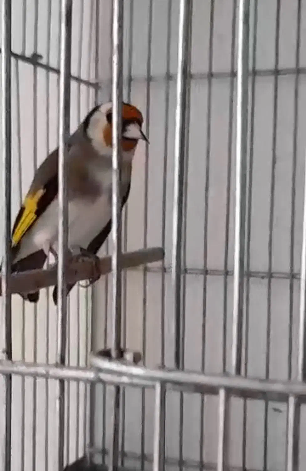 تخفیف هم داره|پرنده|مشهد, گلشور|دیوار