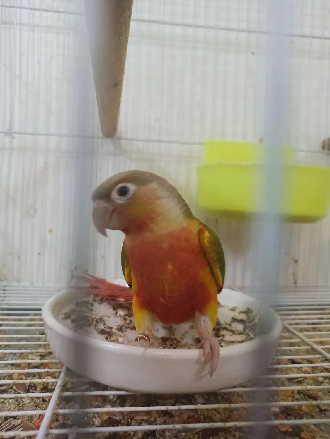 طوطی گرینچیک دبل رد جوجه|پرنده|کرمان, |دیوار