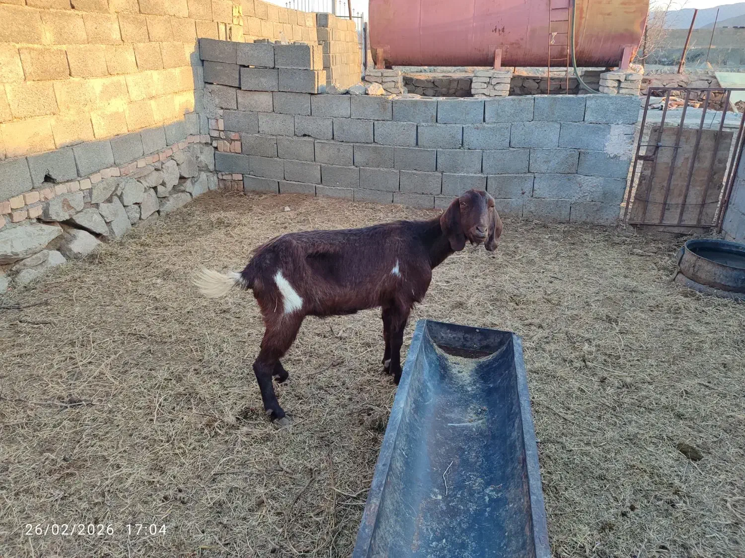 بزجوان|حیوانات مزرعه|بیرجند, |دیوار