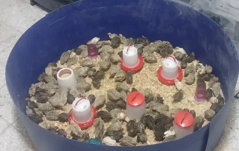 جوجه بلدرچین یک روزه تا ۴۰ روزه|حیوانات مزرعه|کرمانشاه, |دیوار