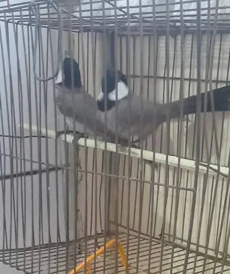 پرنده دستی|پرنده|دره شهر, |دیوار