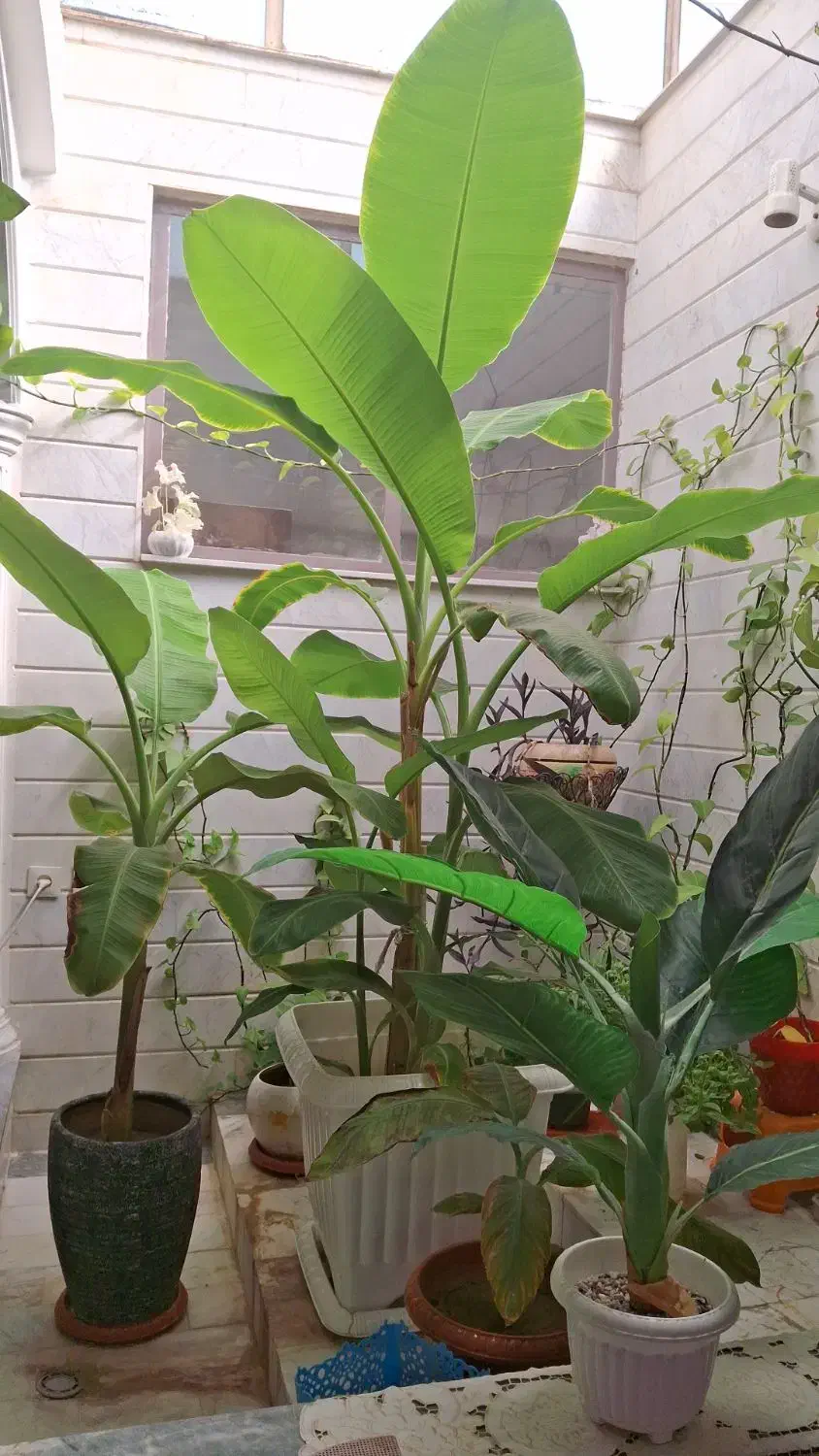 فروش درخت موز|گل و گیاه طبیعی|بوئین زهرا, |دیوار