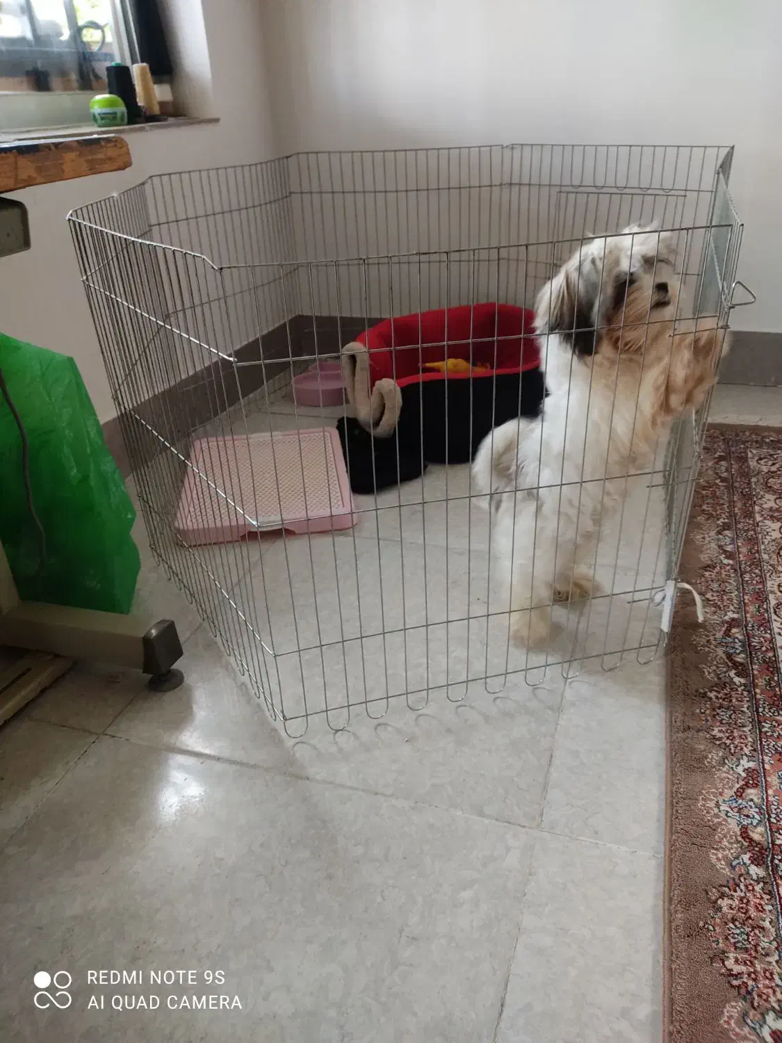 سگ آپارتمانی ۳ماهه سایز ریز|سگ|گرگان, |دیوار