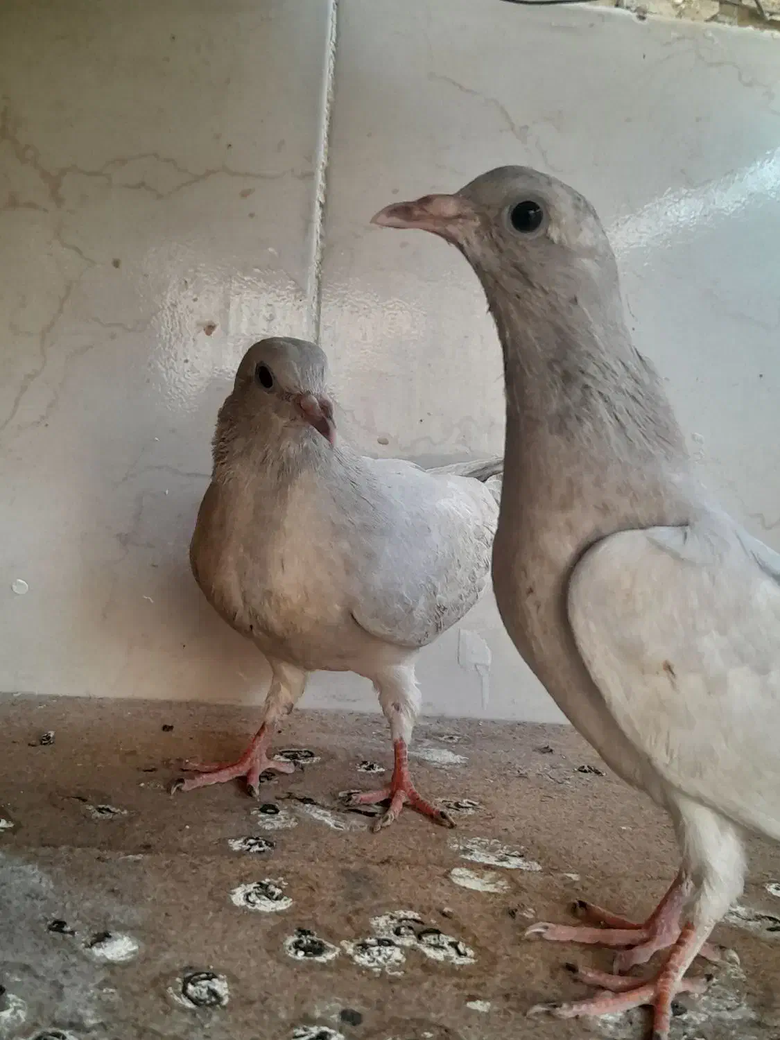 حراج انواع کبوتر|پرنده|خورموج, |دیوار