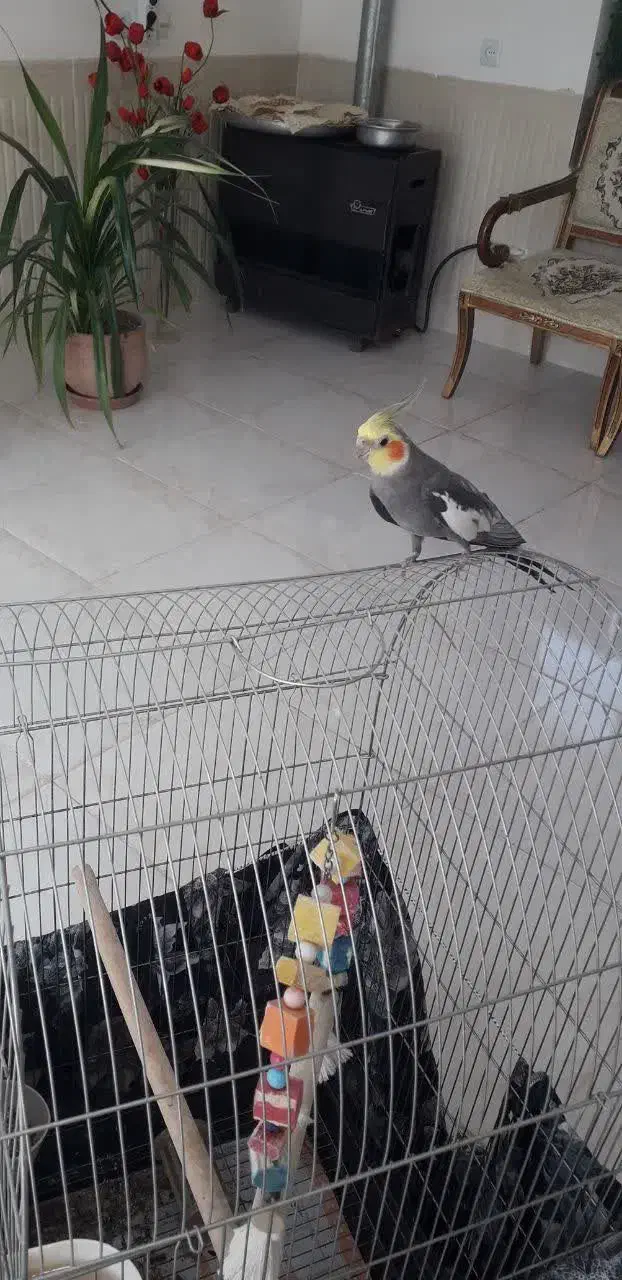 عروس هلندی|پرنده|شفت, |دیوار