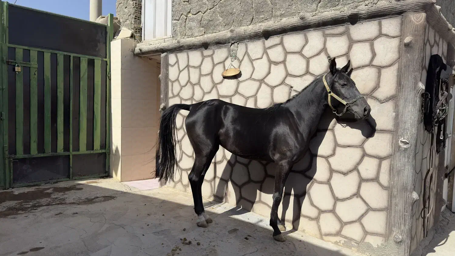مادیان کرد. سیاه سه ساله شکم خالی.|اسب و تجهیزات اسبسواری|نجفآباد, طالقانی|دیوار