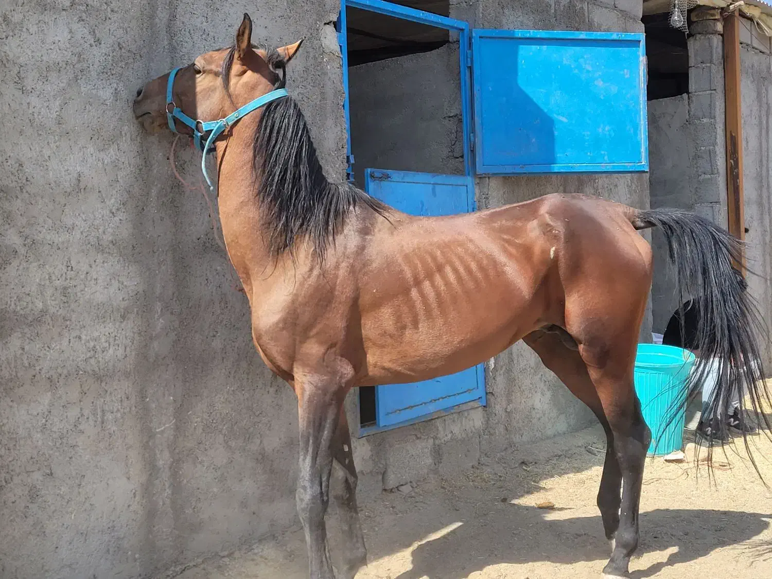 خرید و فروش اسب پالونی|اسب و تجهیزات اسبسواری|دورود, |دیوار