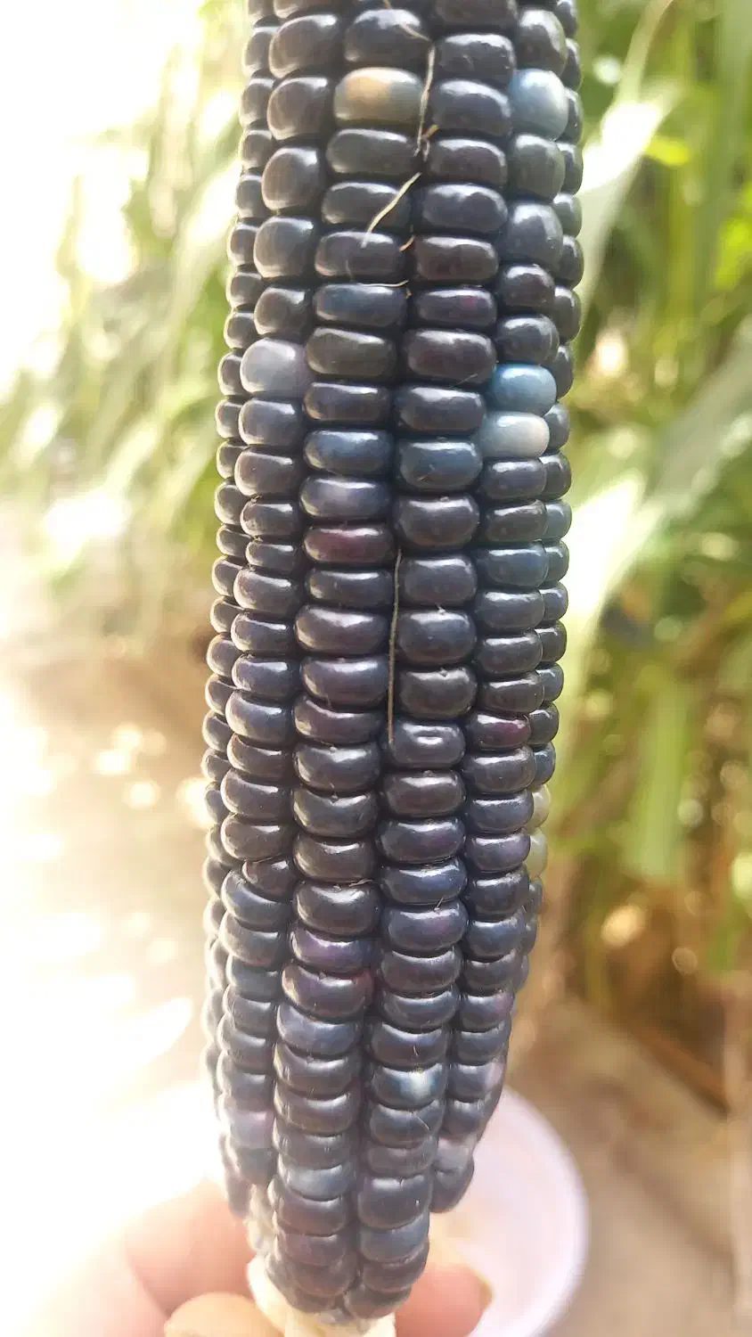 ذرت رنگی|گل و گیاه طبیعی|بروجن, |دیوار