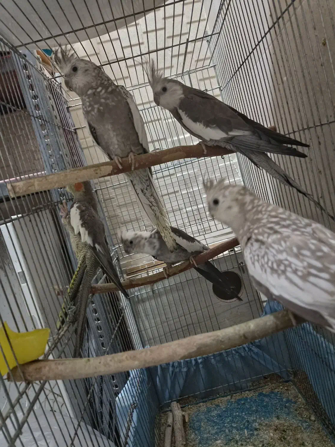 فروش عروس معاوضه دم سفید اشعل|پرنده|بهبهان, |دیوار