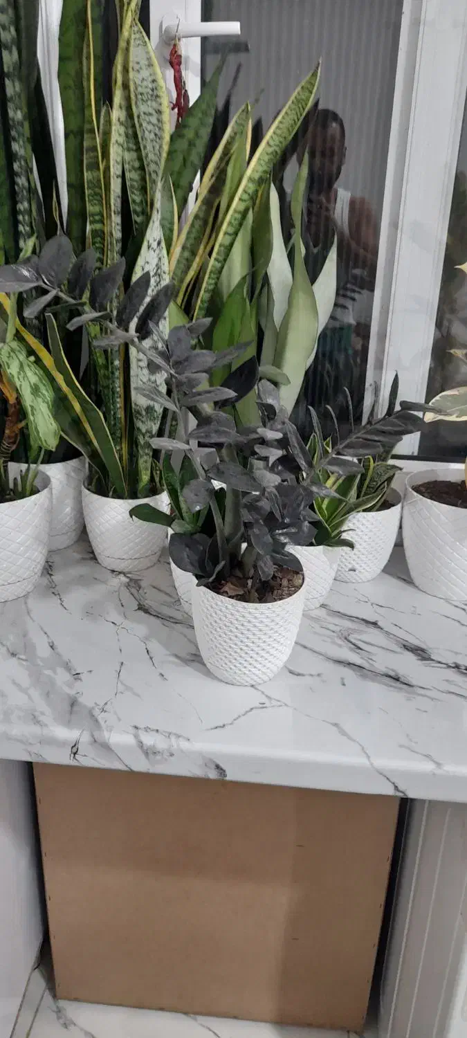 گل زاموفیلیا|گل و گیاه طبیعی|خشکبیجار, |دیوار