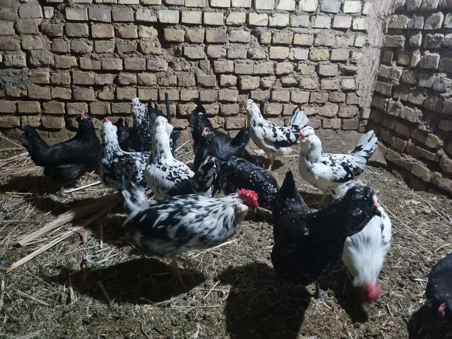 مرغ گلین|حیوانات مزرعه|اردکان, |دیوار