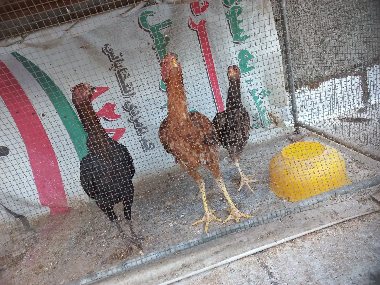 خروس ومرغ لاری|حیوانات مزرعه|نسیم‌شهر, |دیوار