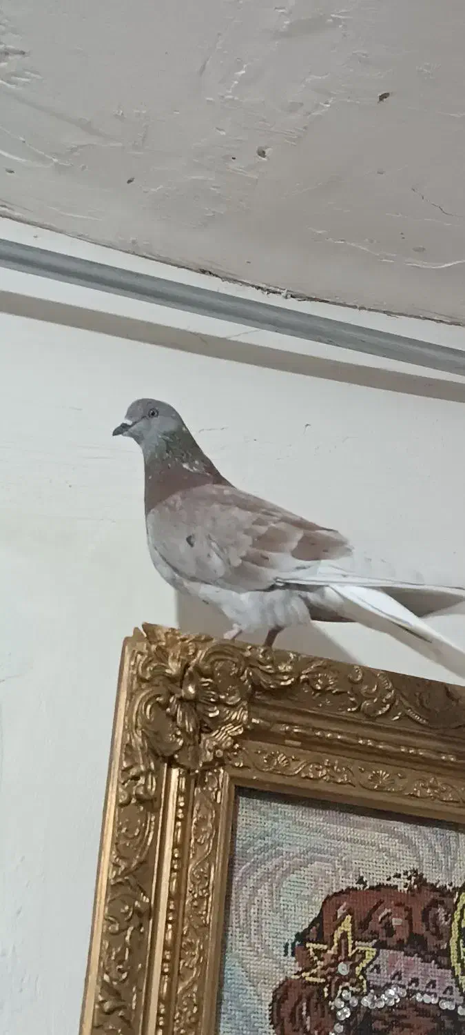 کبوتر پرشی نر|پرنده|گرمی, |دیوار