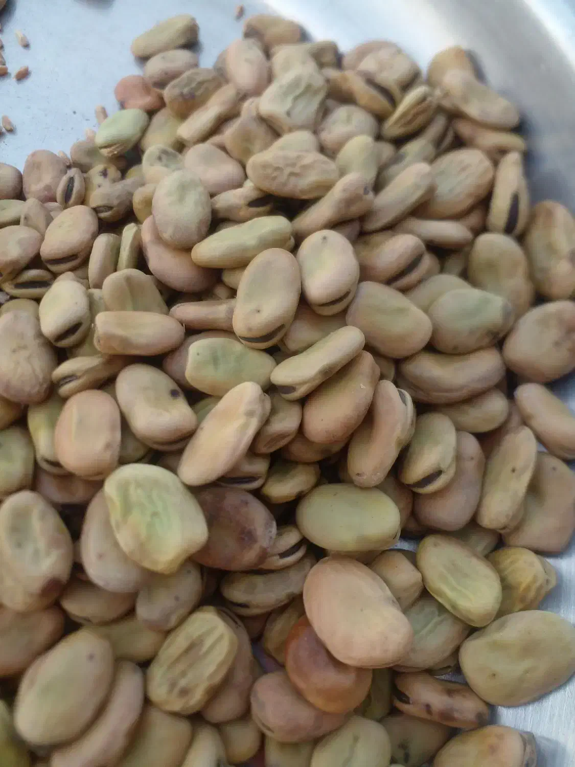 باقله محلی|خوردنی و آشامیدنی|چرام, |دیوار