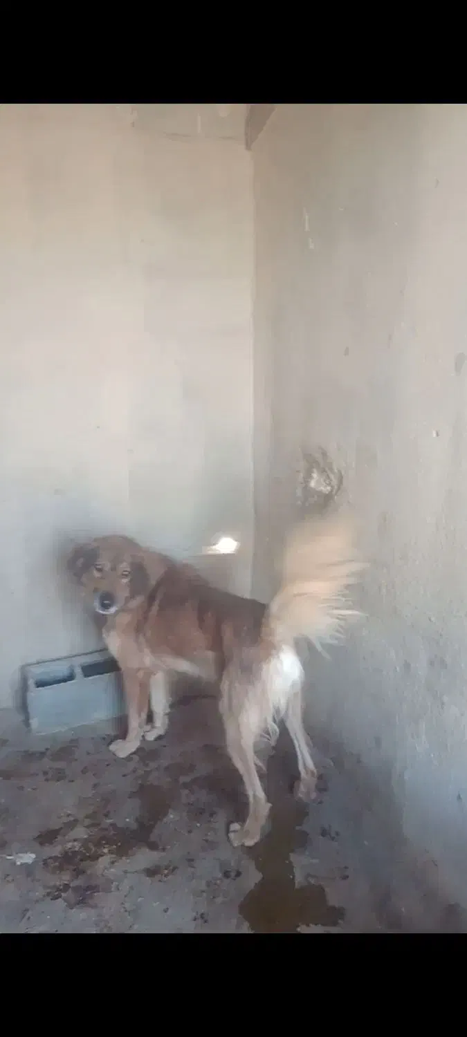 قدجونی نگهبان|سگ|شیراز, شهرک ویلایی بهاران|دیوار