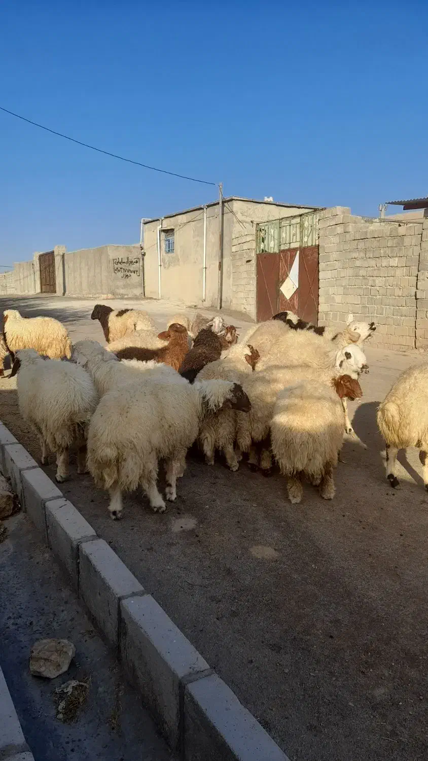 بره درحیوانات|حیوانات مزرعه|چرداول, |دیوار