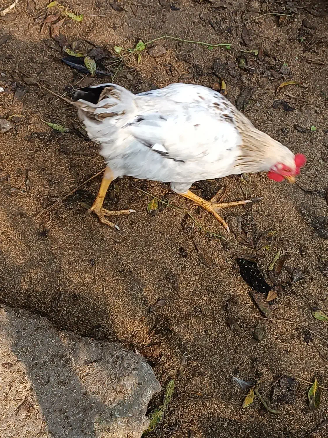 فروش خروس پنج ماهه|حیوانات مزرعه|املش, |دیوار