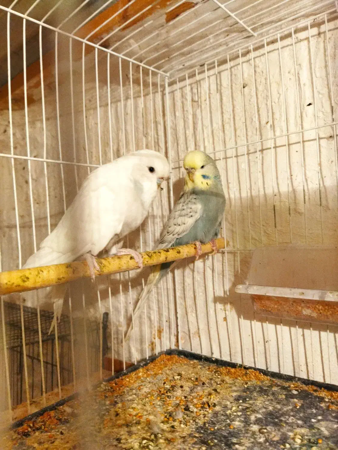 عروس هلندی ومرغ عشق انگلیسی|پرنده|علیآباد کتول, |دیوار