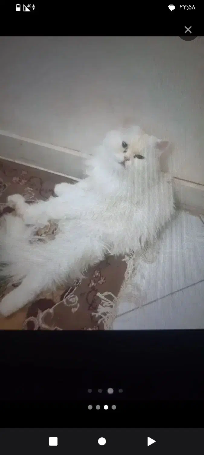 گمشده گربه|حیوانات|گرگان, |دیوار