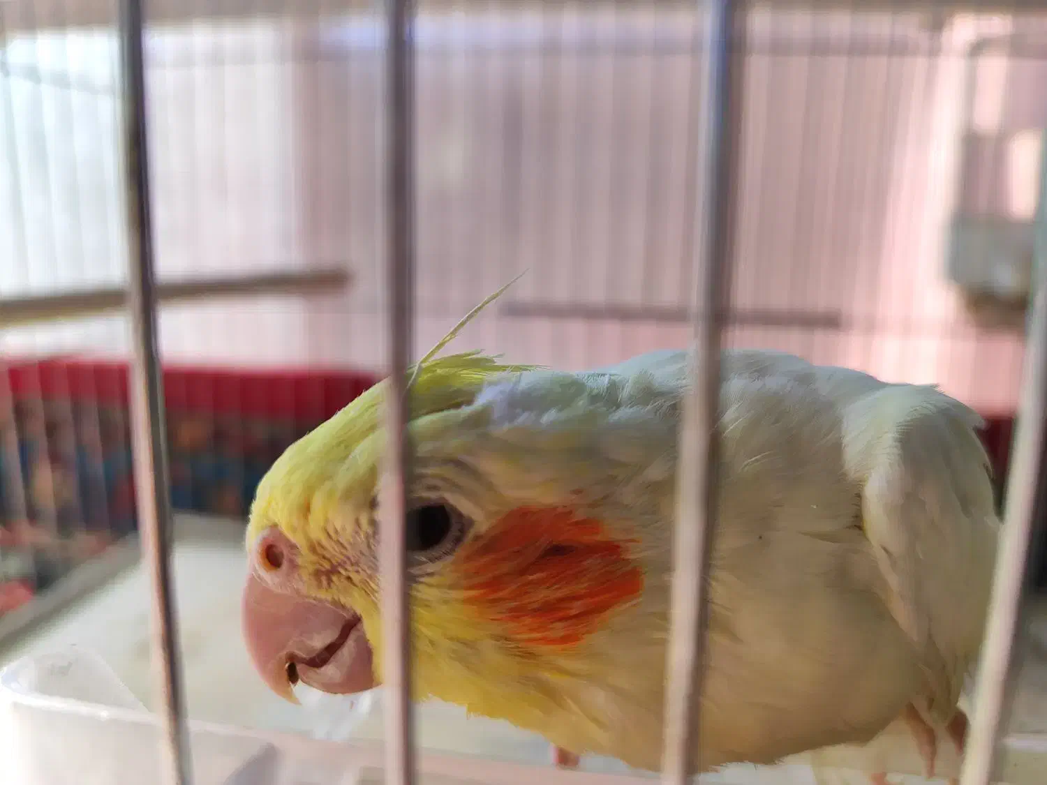 عروس هلندی رام رام|پرنده|بوکان, |دیوار