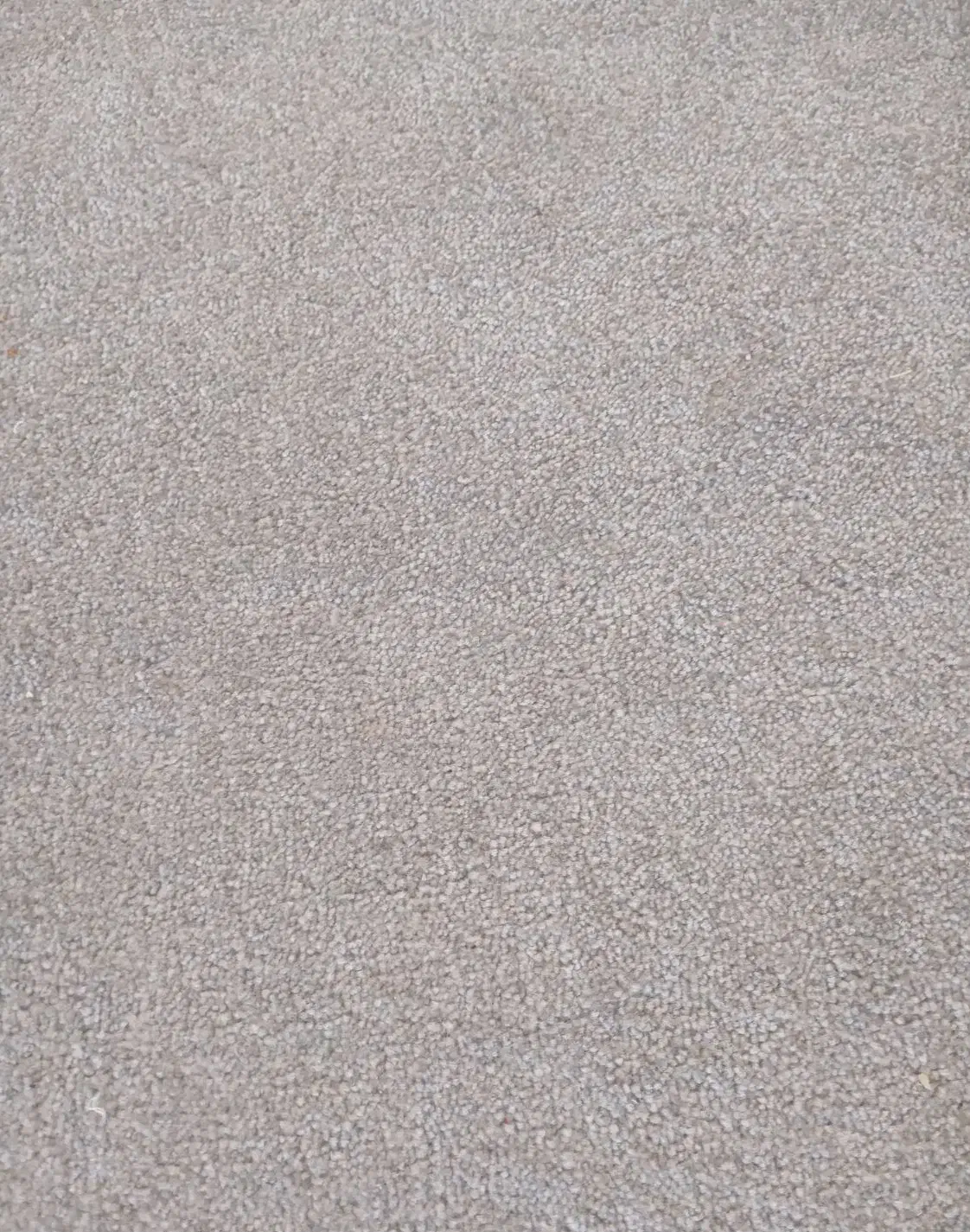 پالاز موکت|موکت|تبریز, |دیوار