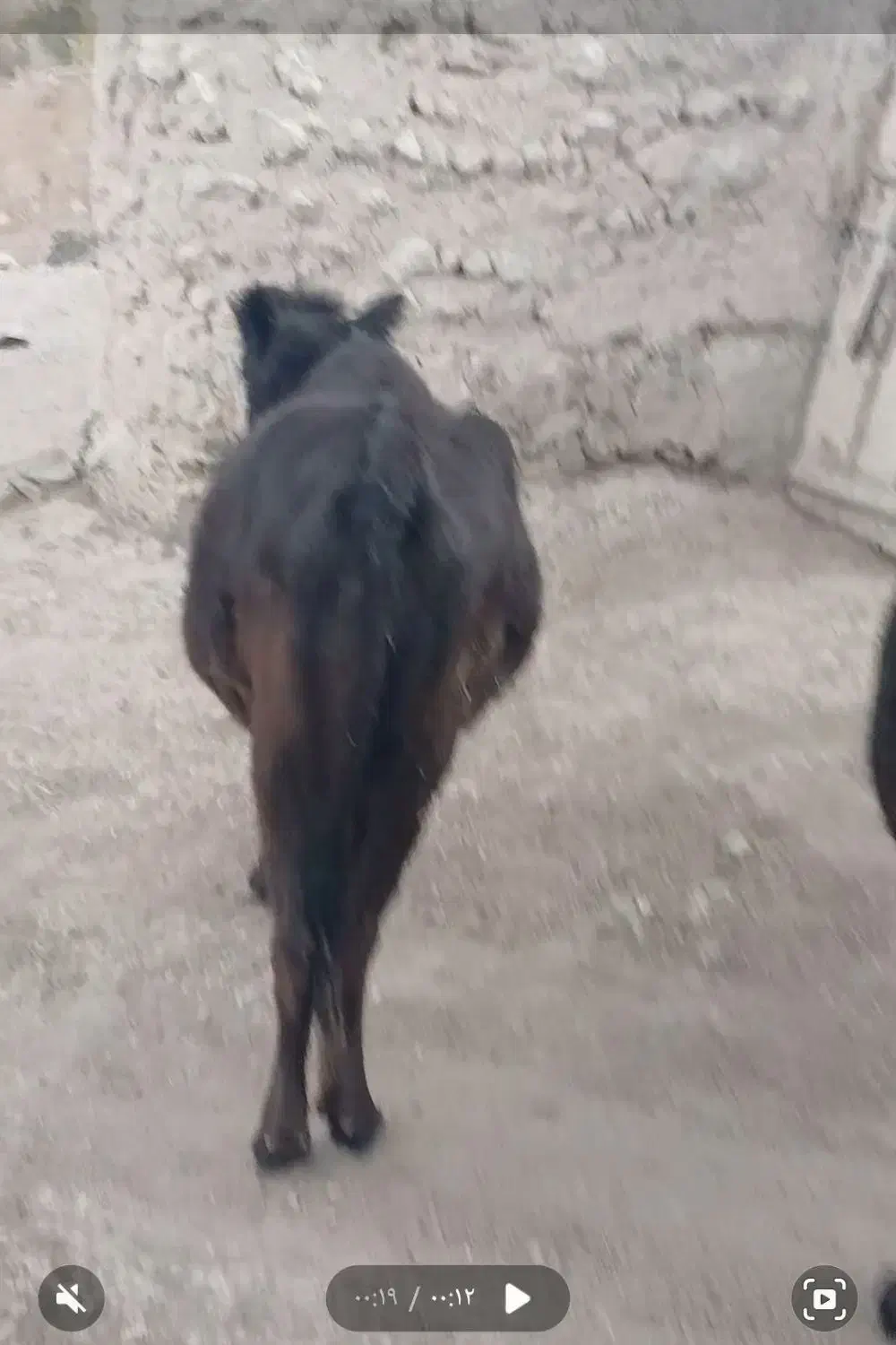 گاو ابستن محلی|حیوانات مزرعه|ماهنشان, |دیوار