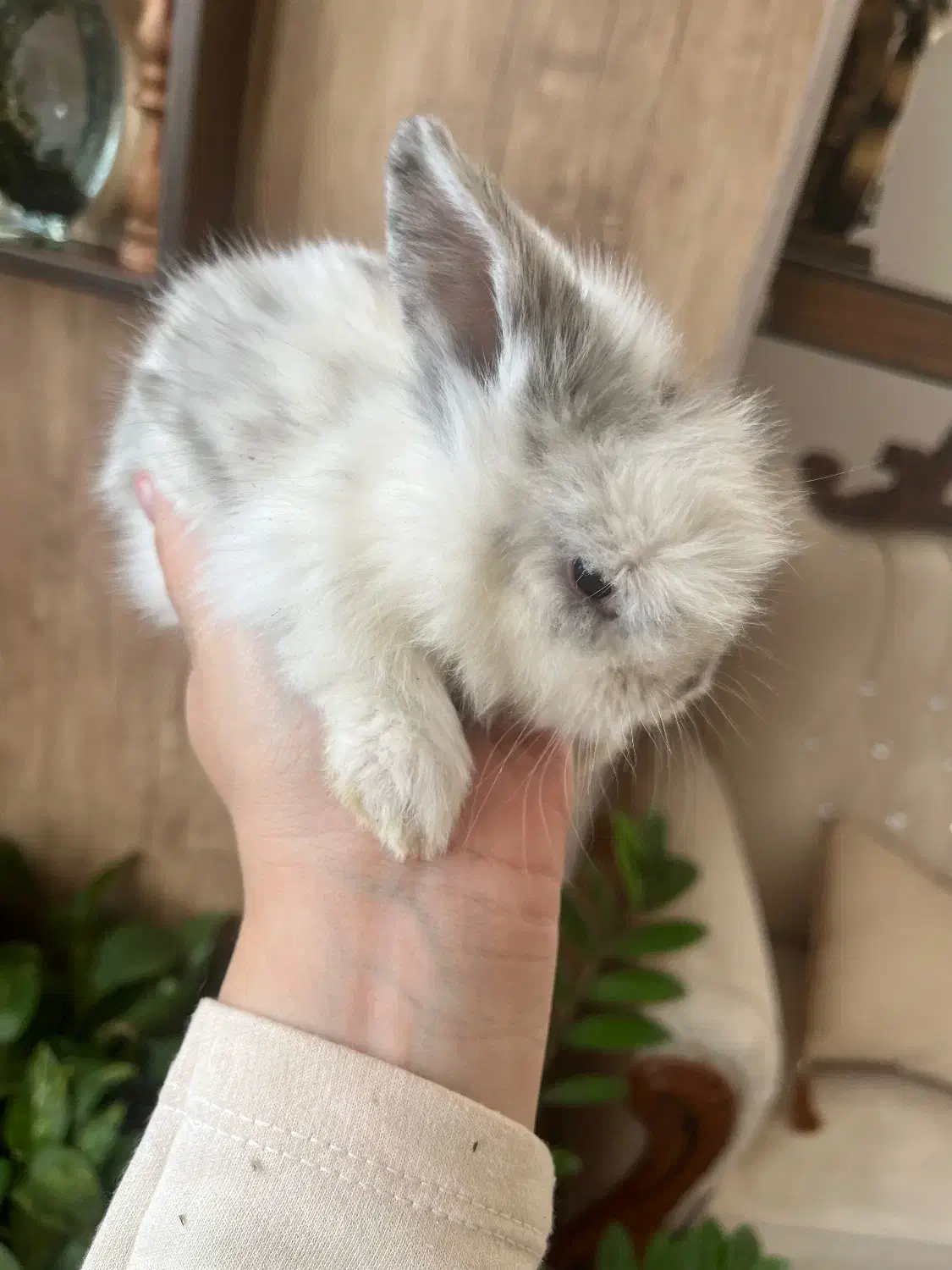 بچه خرگوش لوپ|موش و خرگوش|کرمان, |دیوار