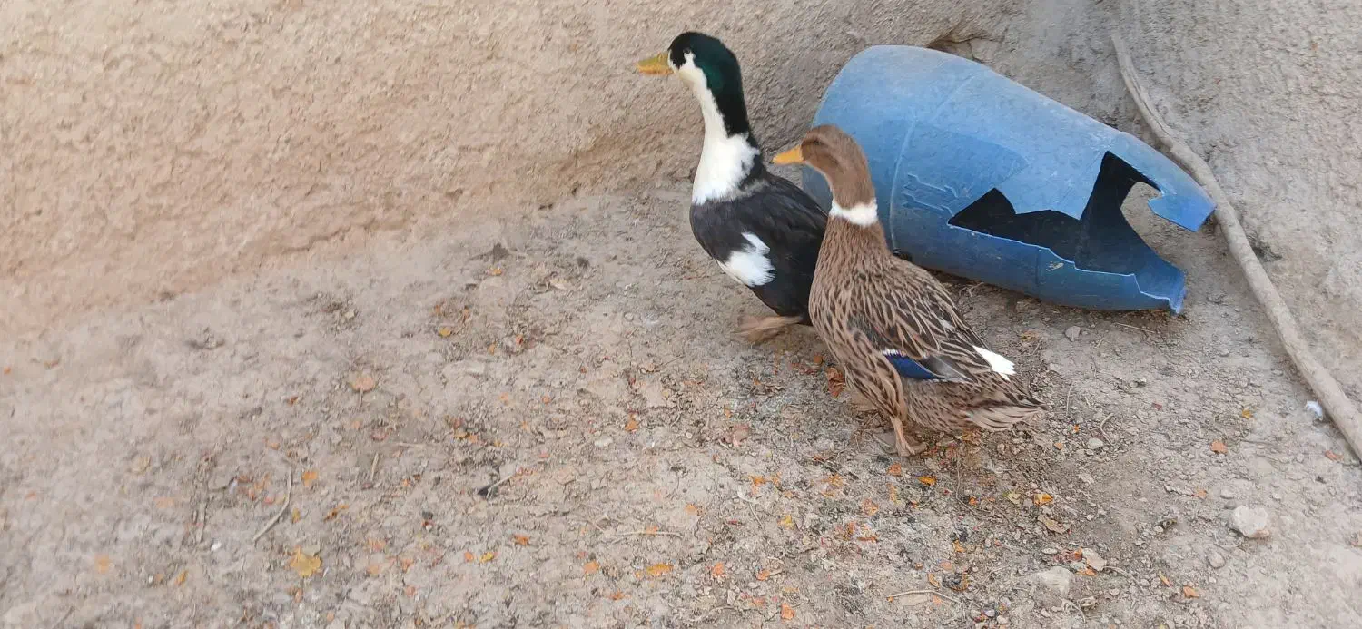 مرغابی|حیوانات مزرعه|مرودشت, شهرک مهدیه|دیوار