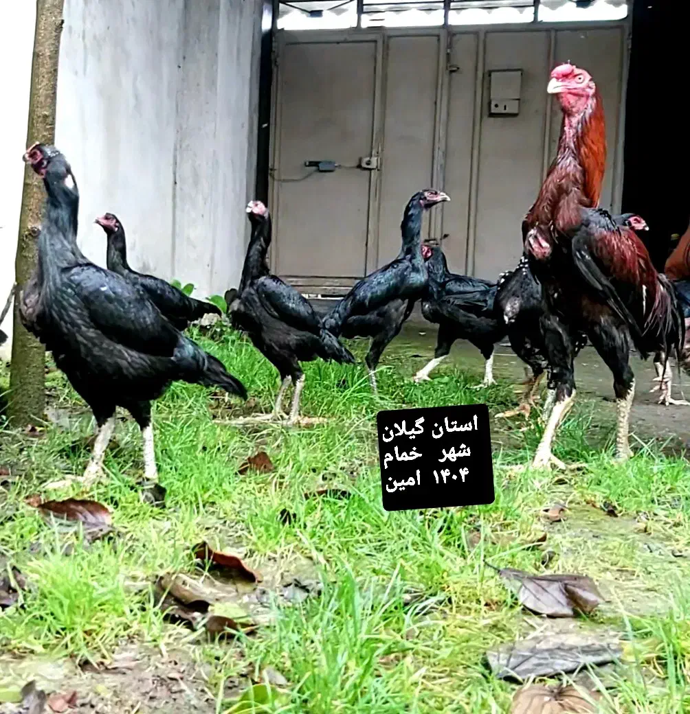 تخم مرغ لاری اصل|حیوانات مزرعه|خمام, |دیوار