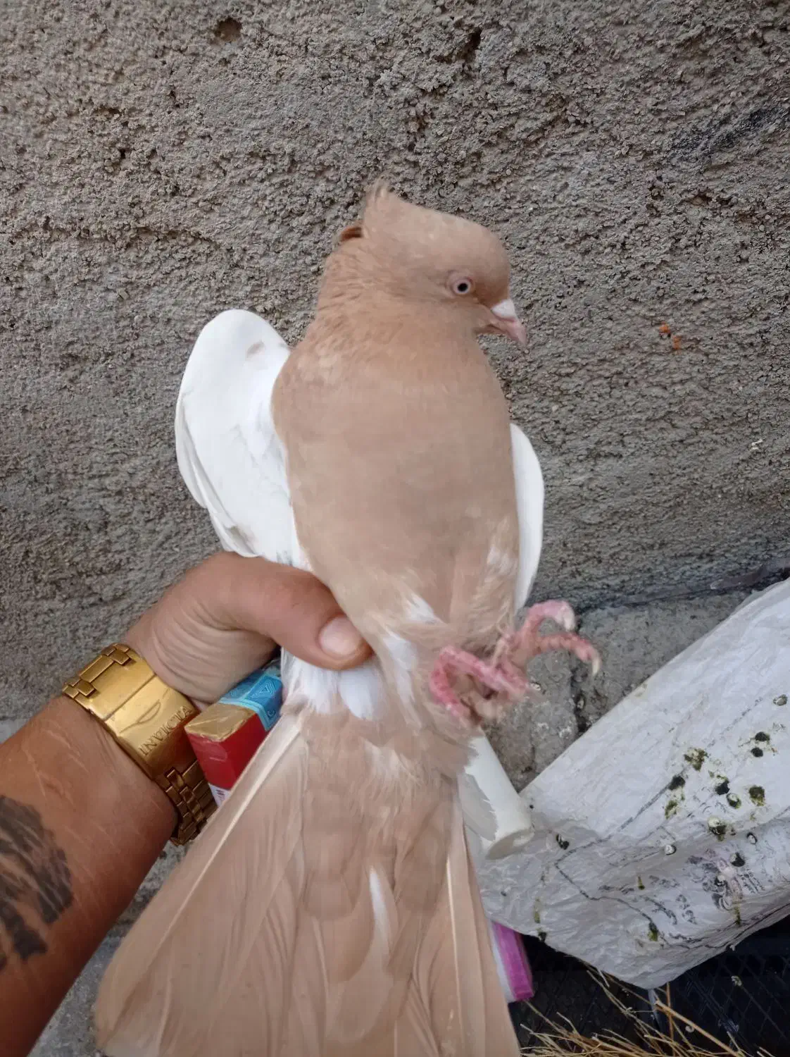 کبوتر سینیه|پرنده|دهدشت, |دیوار