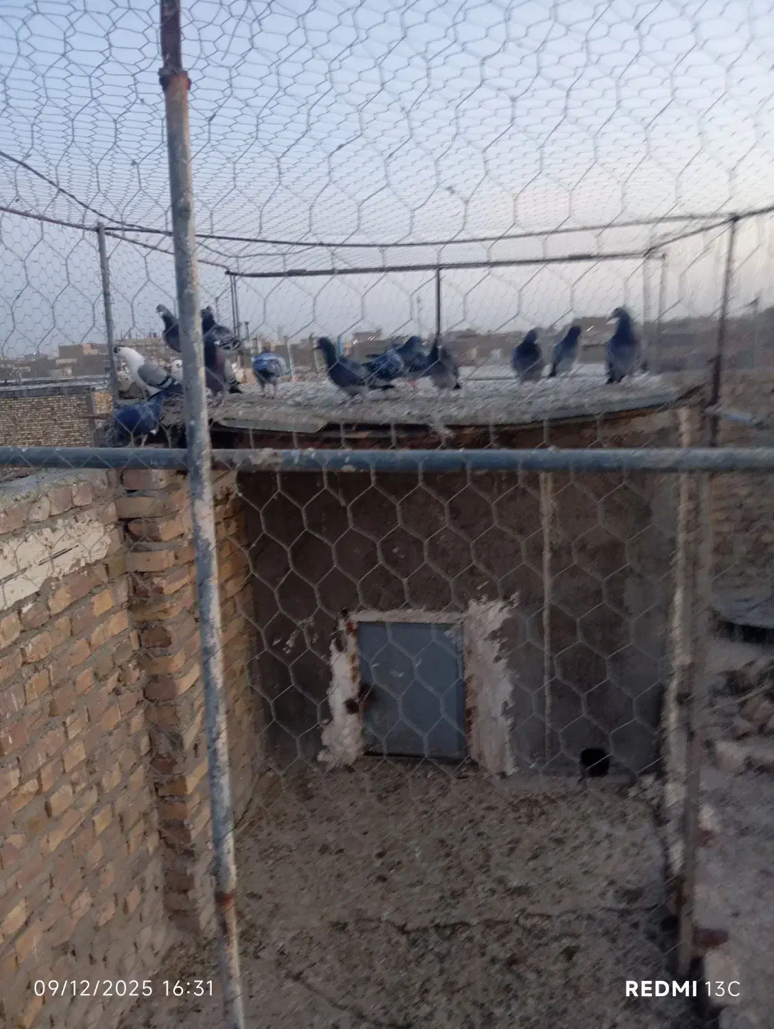 کبوتر|پرنده|نیمروز, |دیوار