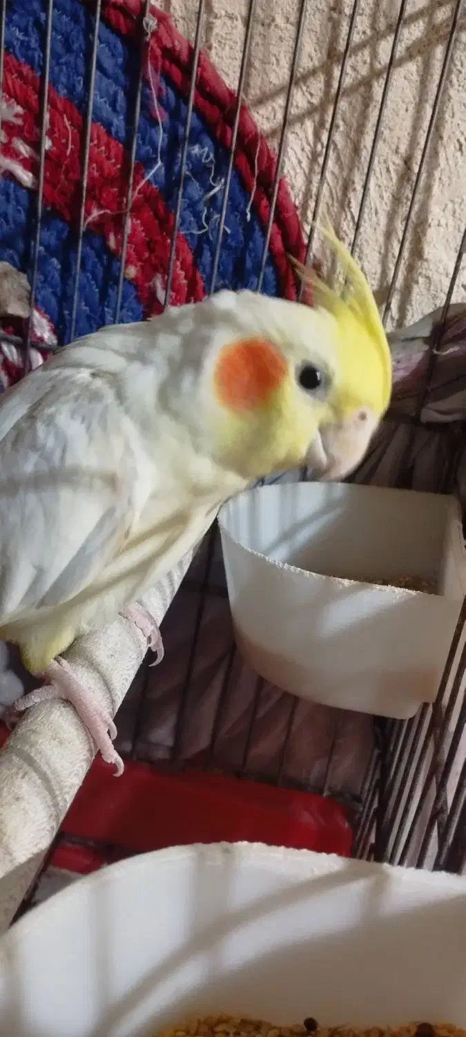 عروس هلندی ماده لوتینو|پرنده|هندیجان, |دیوار