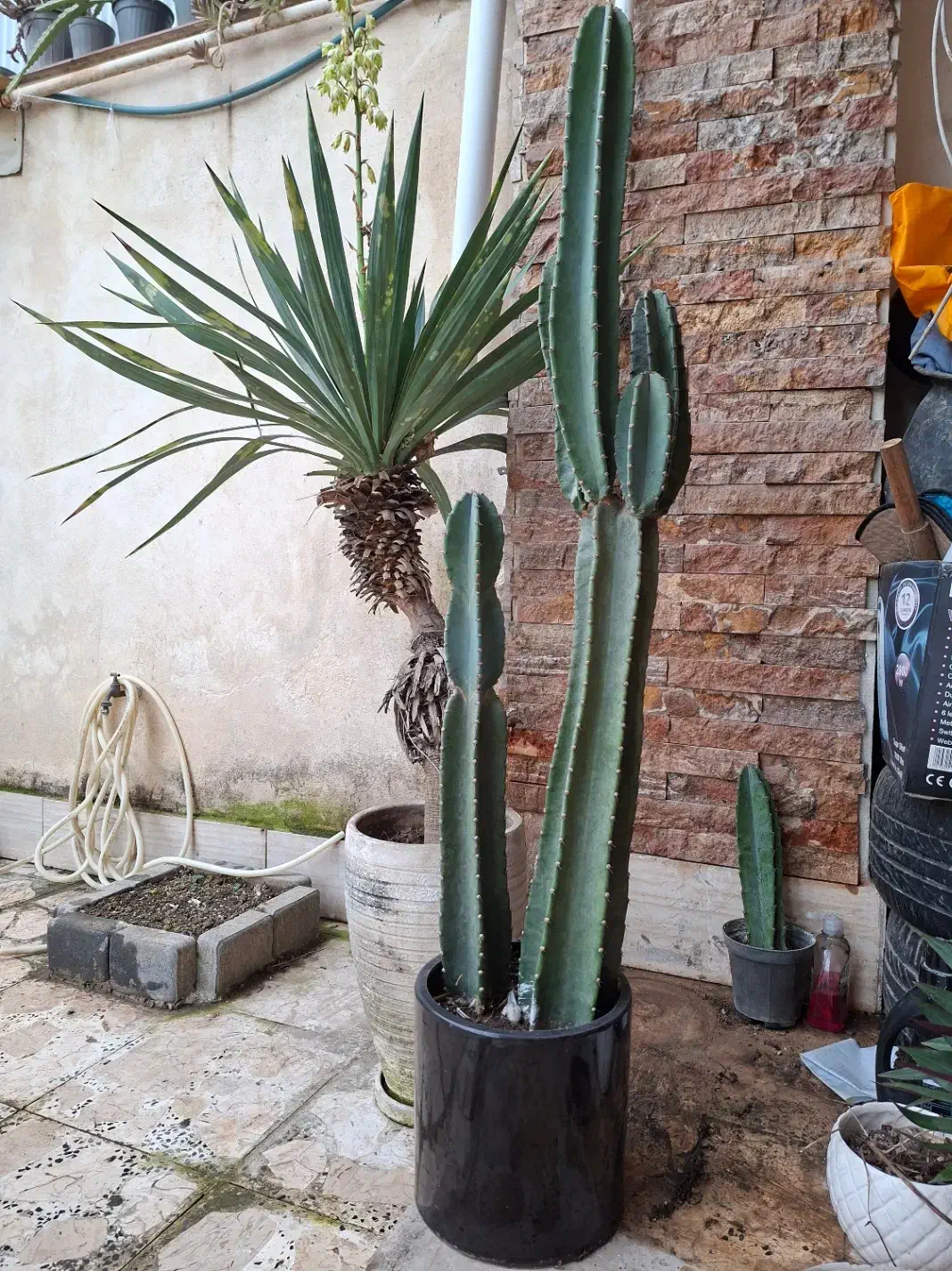 کاکتوس|گل و گیاه طبیعی|رشت, تازه آباد|دیوار