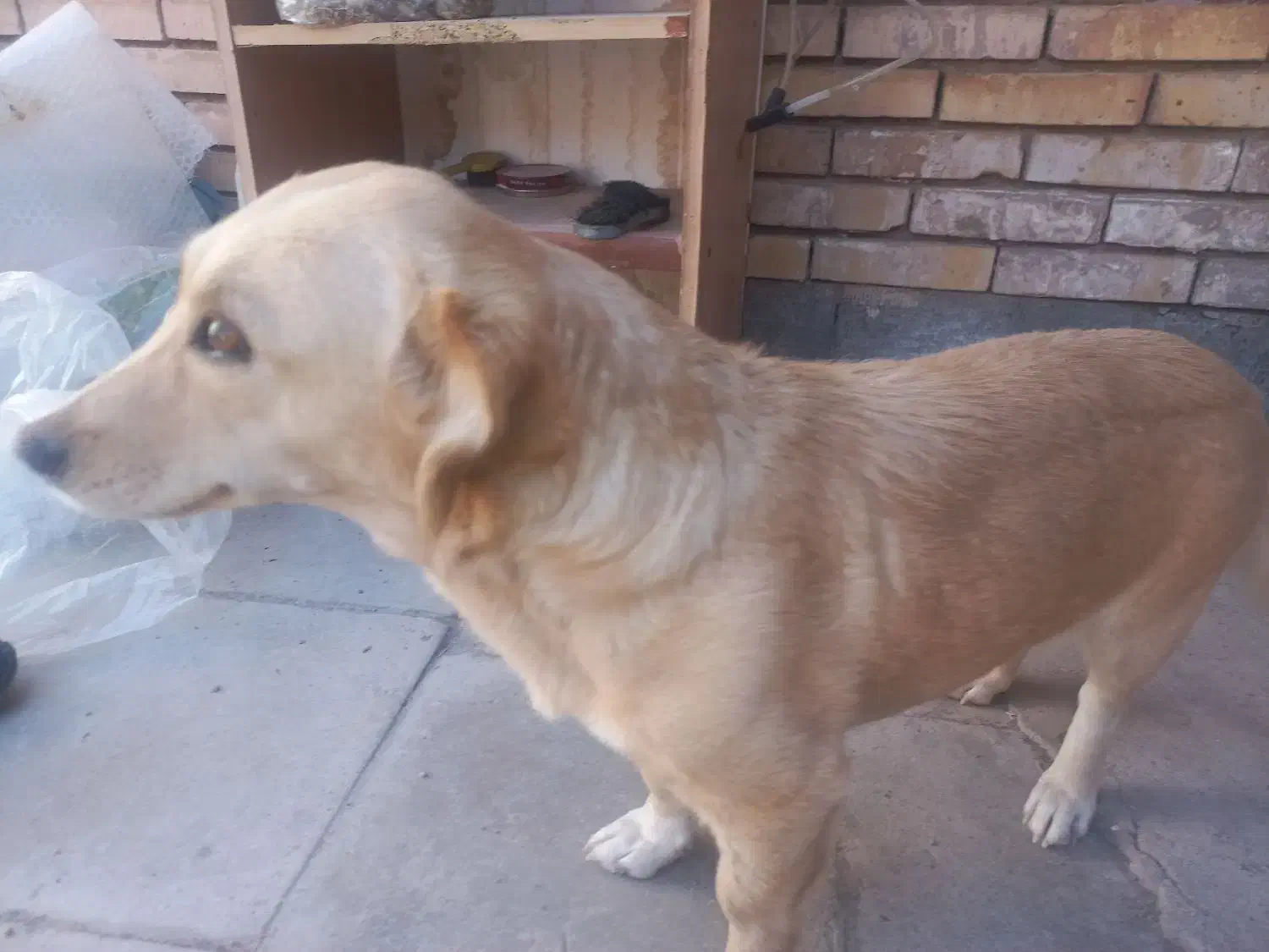 سگ گمشده|حیوانات|رفسنجان, |دیوار