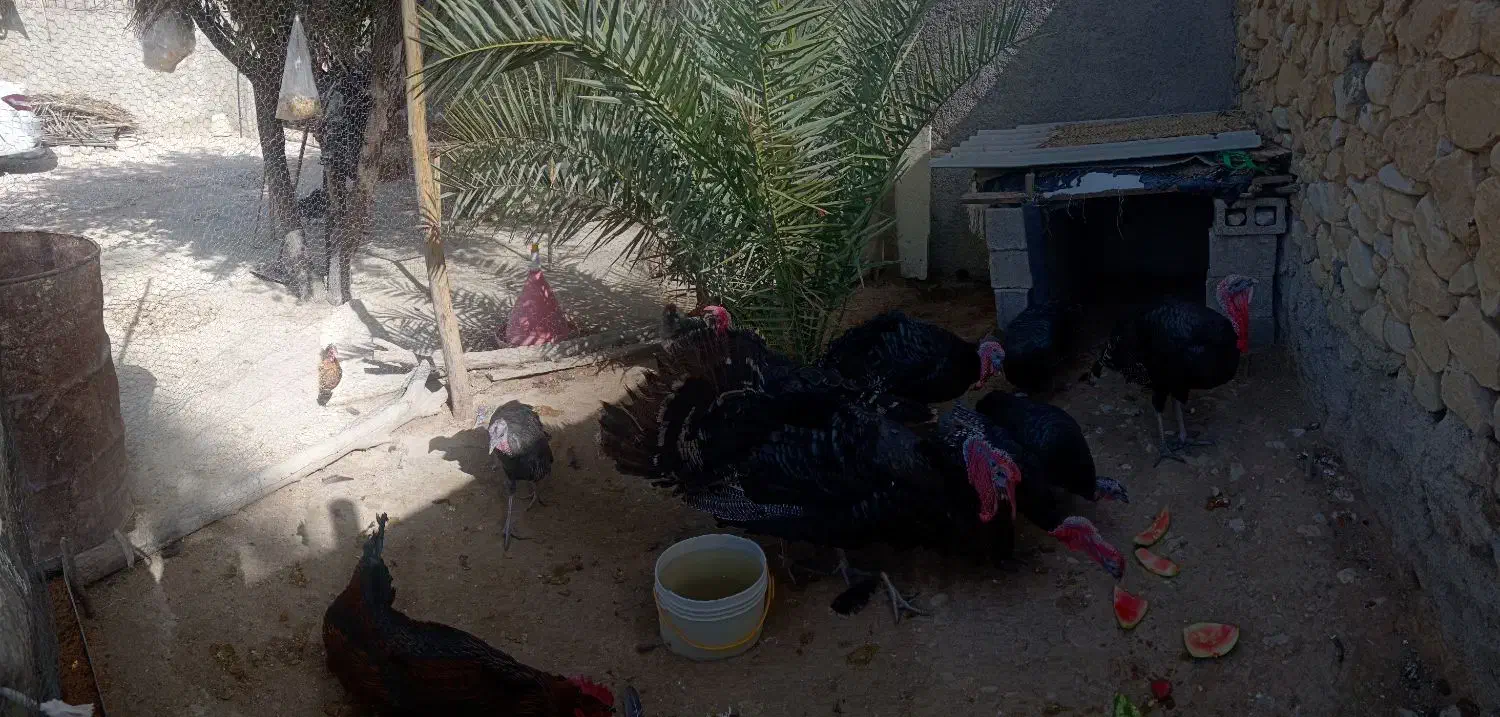 گمشده یک بوقلمون|حیوانات|برازجان, |دیوار