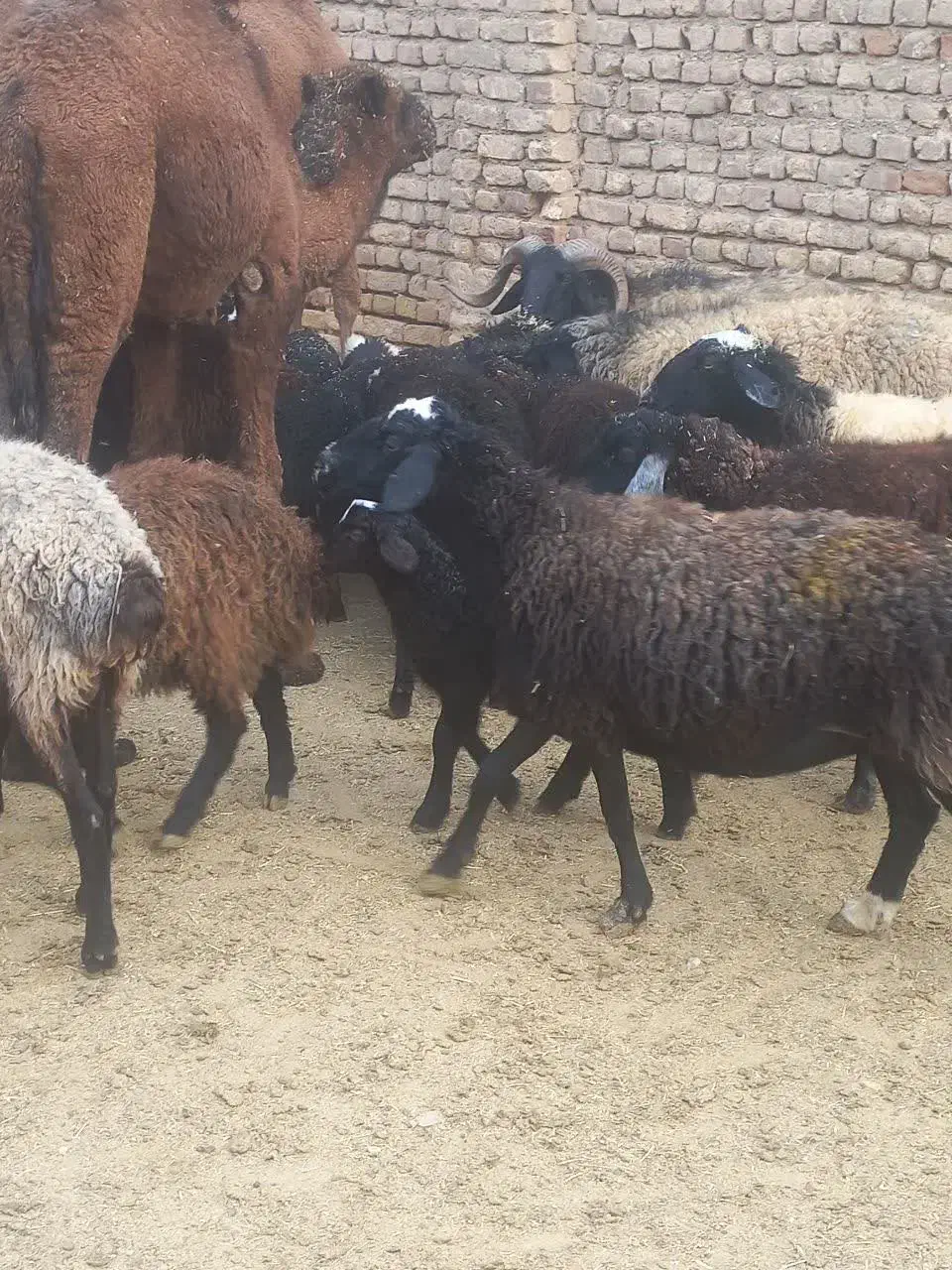 گوسفند میش بره دار جوان و سالم|حیوانات مزرعه|قم, علی آباد|دیوار