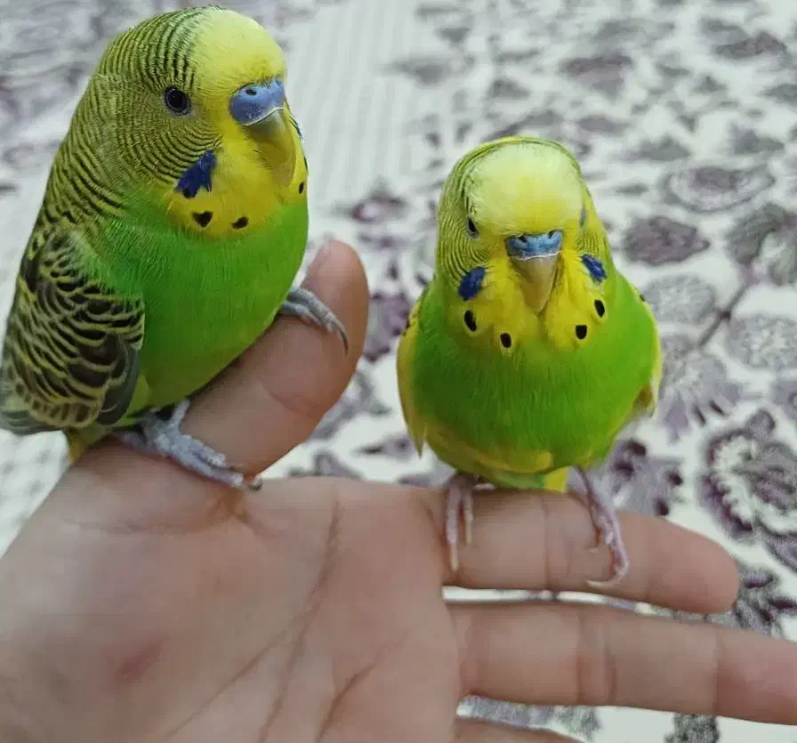 مرغ عشق نر|پرنده|شیراز, درکی|دیوار